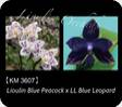 P. Lioulin Blue Peacock x LL Blue Leopard 3607